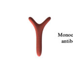 Moab a-IHNV 136-3/protein N (Infectious Haematopoietic Necrosis) Array