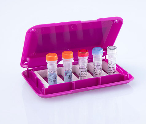 bactotype® C. burnetii PCR Kit - INDICAL BIOSCIENCE GmbH for Diagnostics For Animals