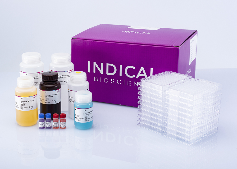 cattletype® BHV1 gE Ab - INDICAL BIOSCIENCE GmbH for Diagnostics For Animals