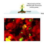 FITC Moab a-Bovine rotavirus Array