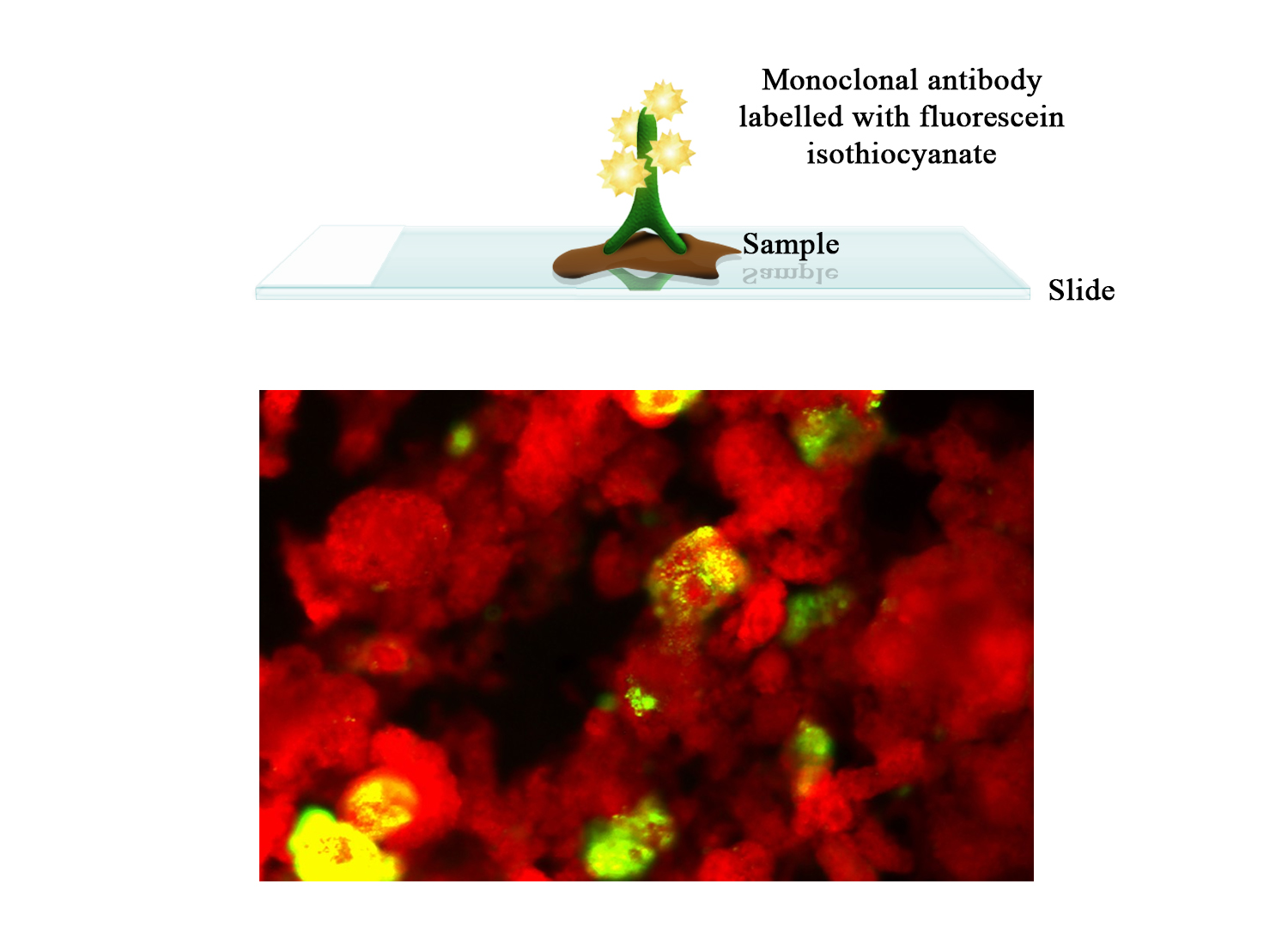 FITC Moab a-Bovine rotavirus - BIO X DIAGNOSTICS for Diagnostics For Animals