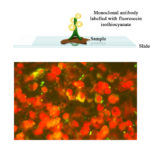 FITC Moab a-Bovine coronavirus Array