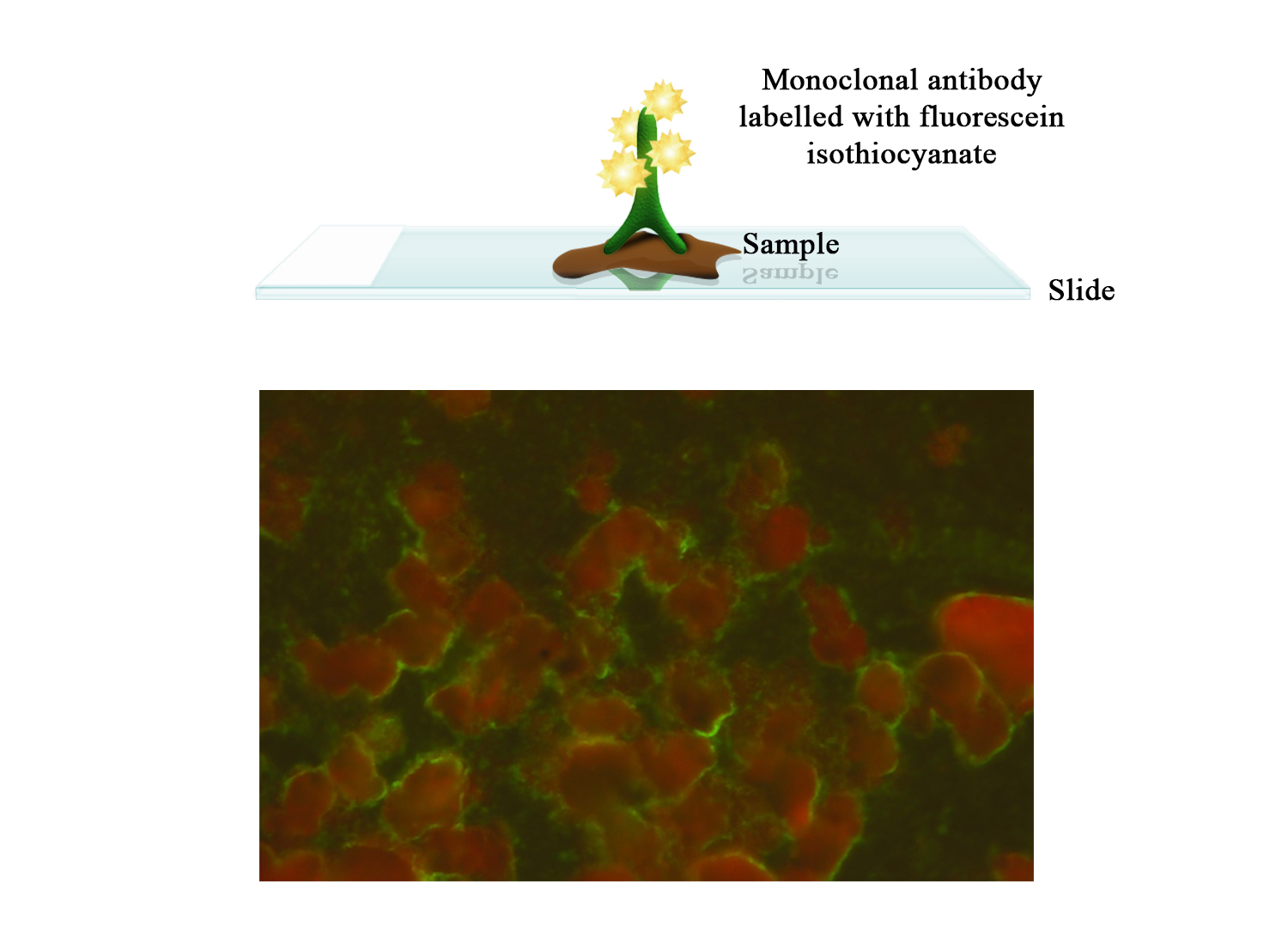 FITC Moab a-BoHV-1 - BIO X DIAGNOSTICS for Diagnostics For Animals