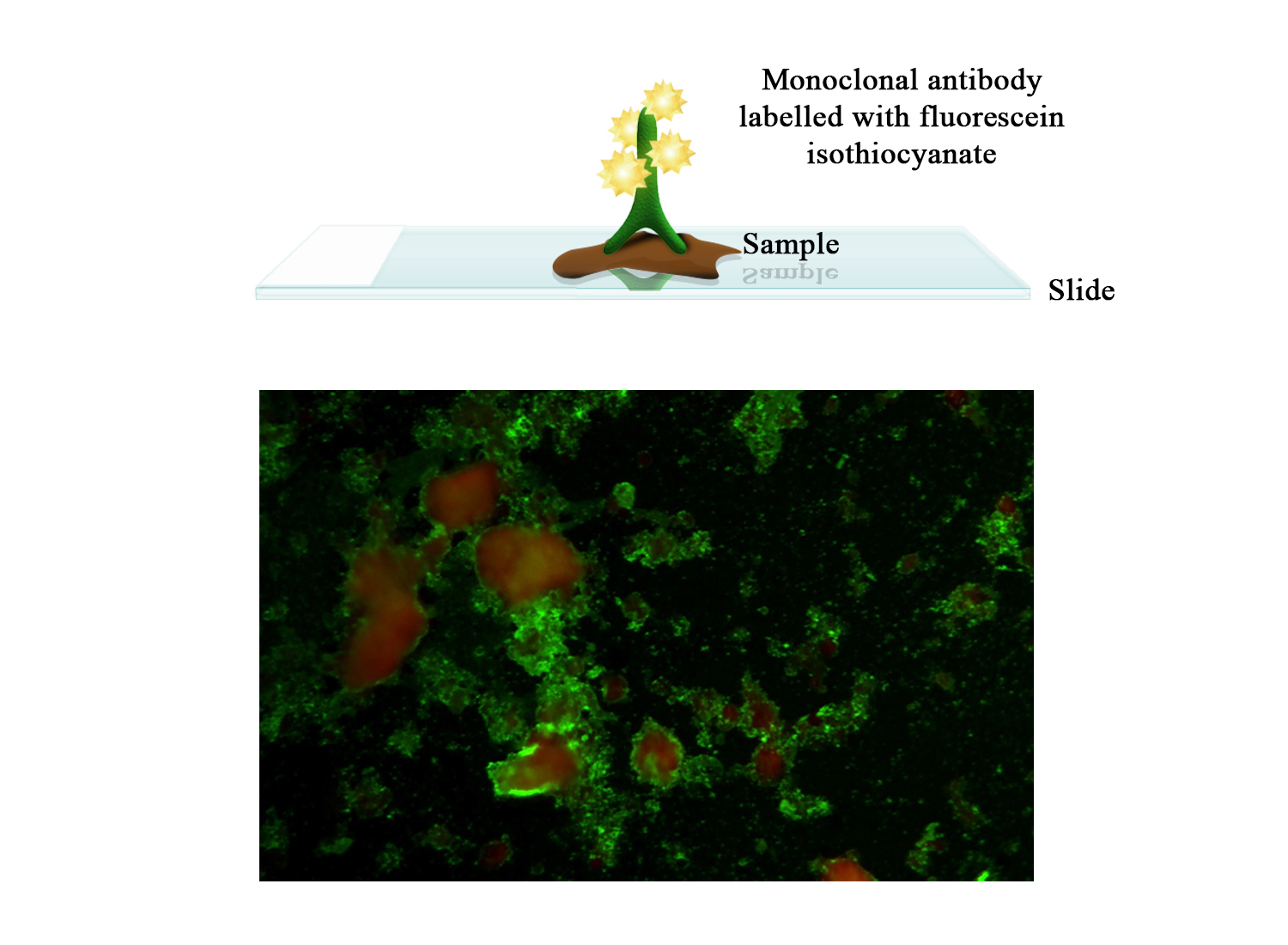 FITC Moab a-BPI3 - BIO X DIAGNOSTICS for Diagnostics For Animals