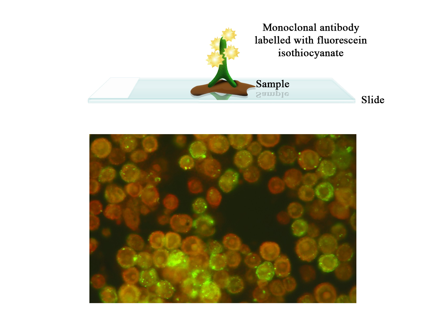 FITC Moab a-BRSV - BIO X DIAGNOSTICS for Diagnostics For Animals