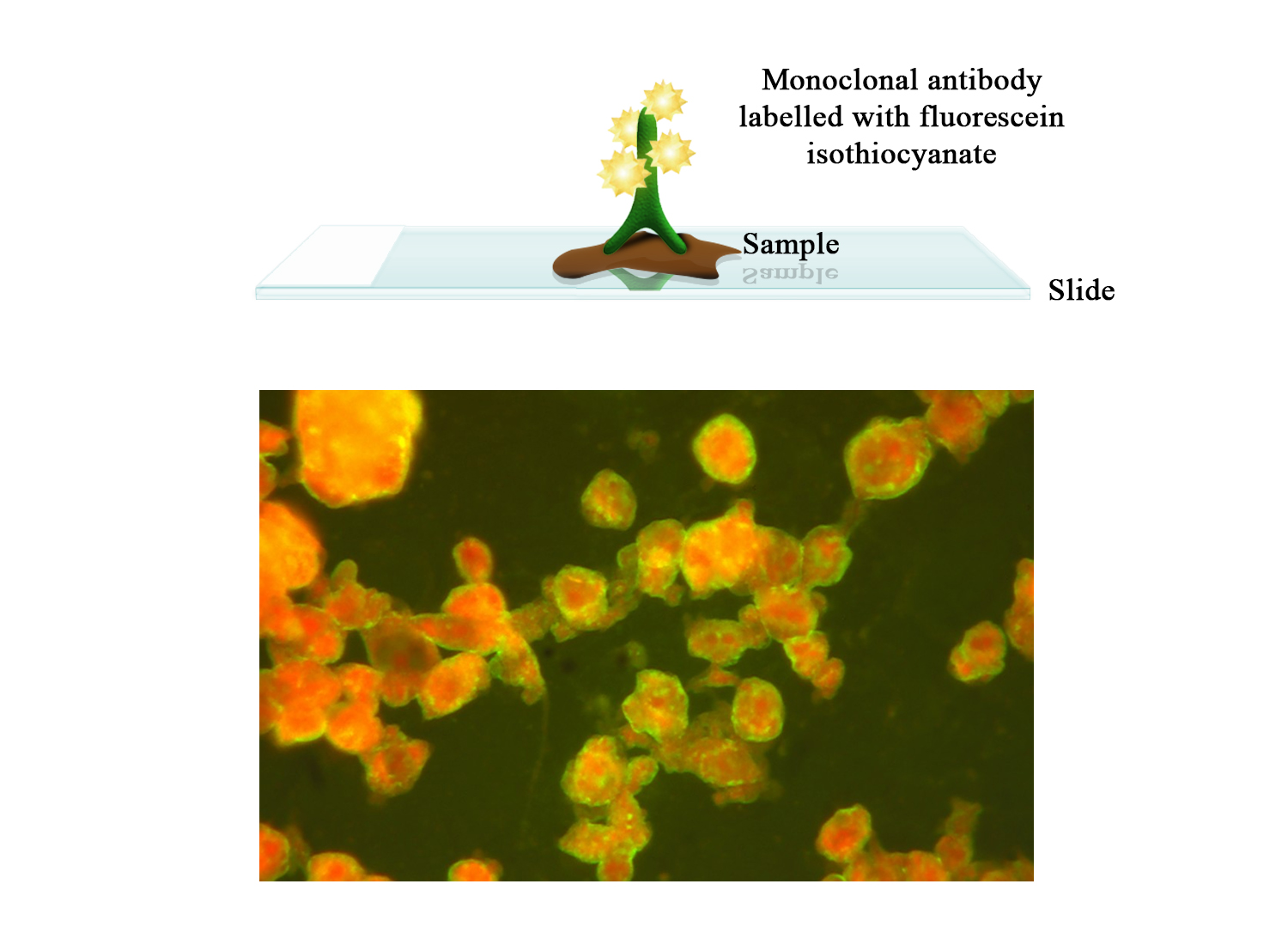 FITC Moab a-EAV - BIO X DIAGNOSTICS for Diagnostics For Animals