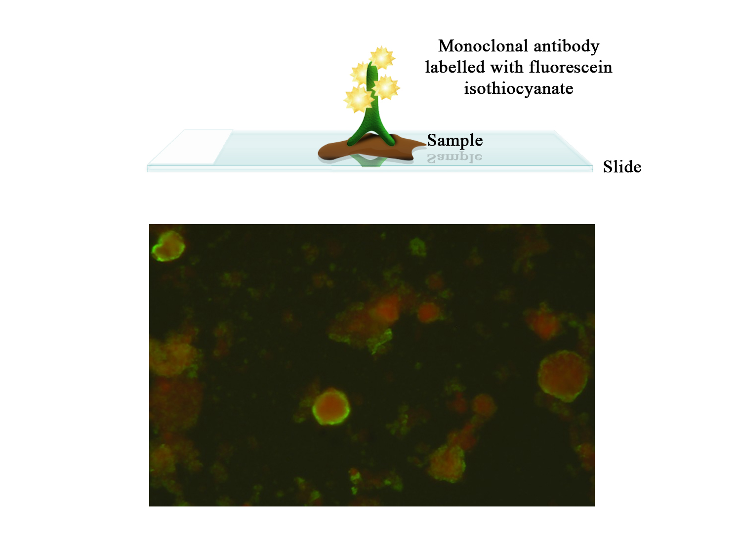 FITC Moab a-SuHV-1 (Aujeszky gB) - BIO X DIAGNOSTICS for Diagnostics For Animals