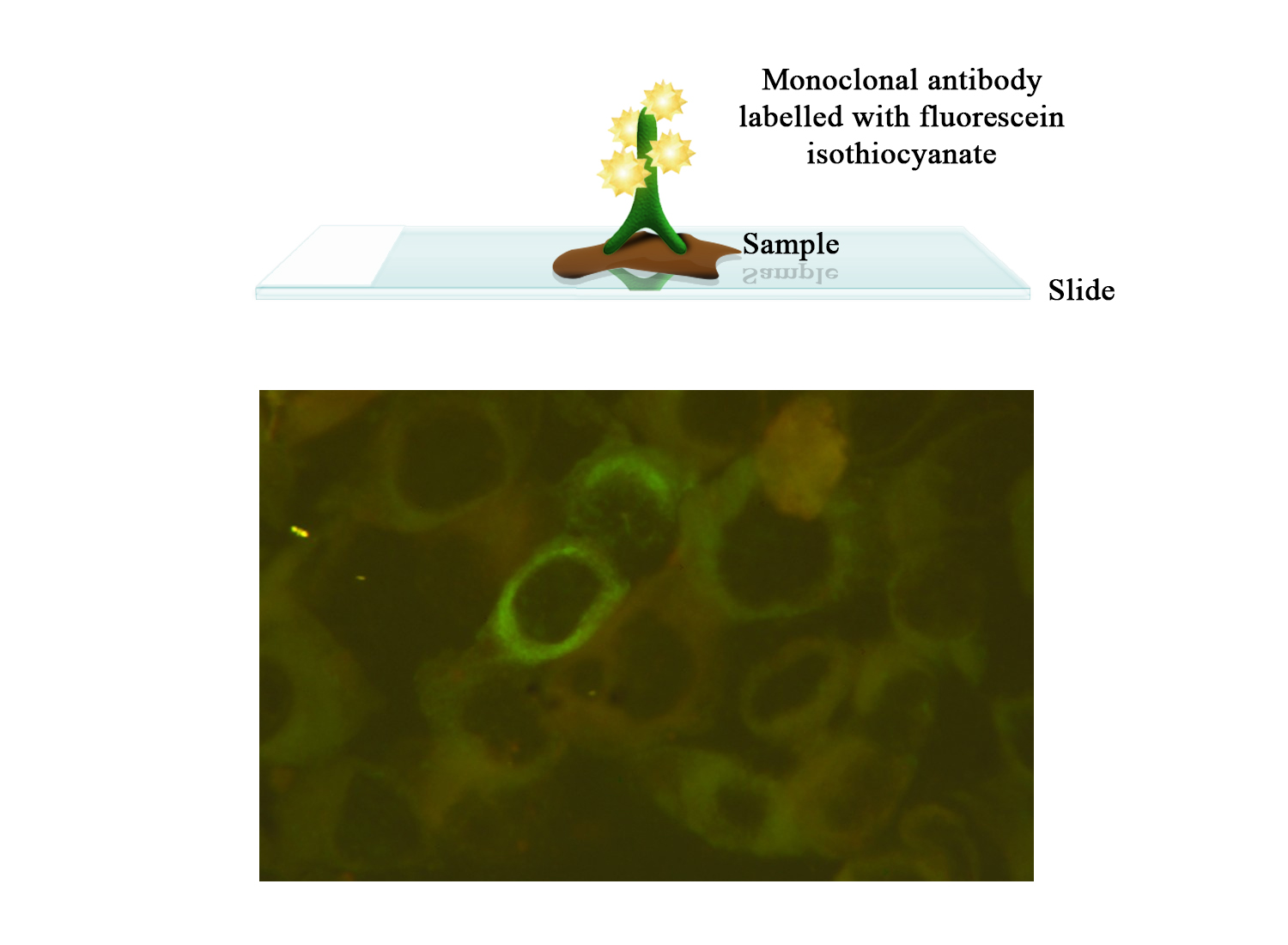 FITC Moab a-CSFV - BIO X DIAGNOSTICS for Diagnostics For Animals