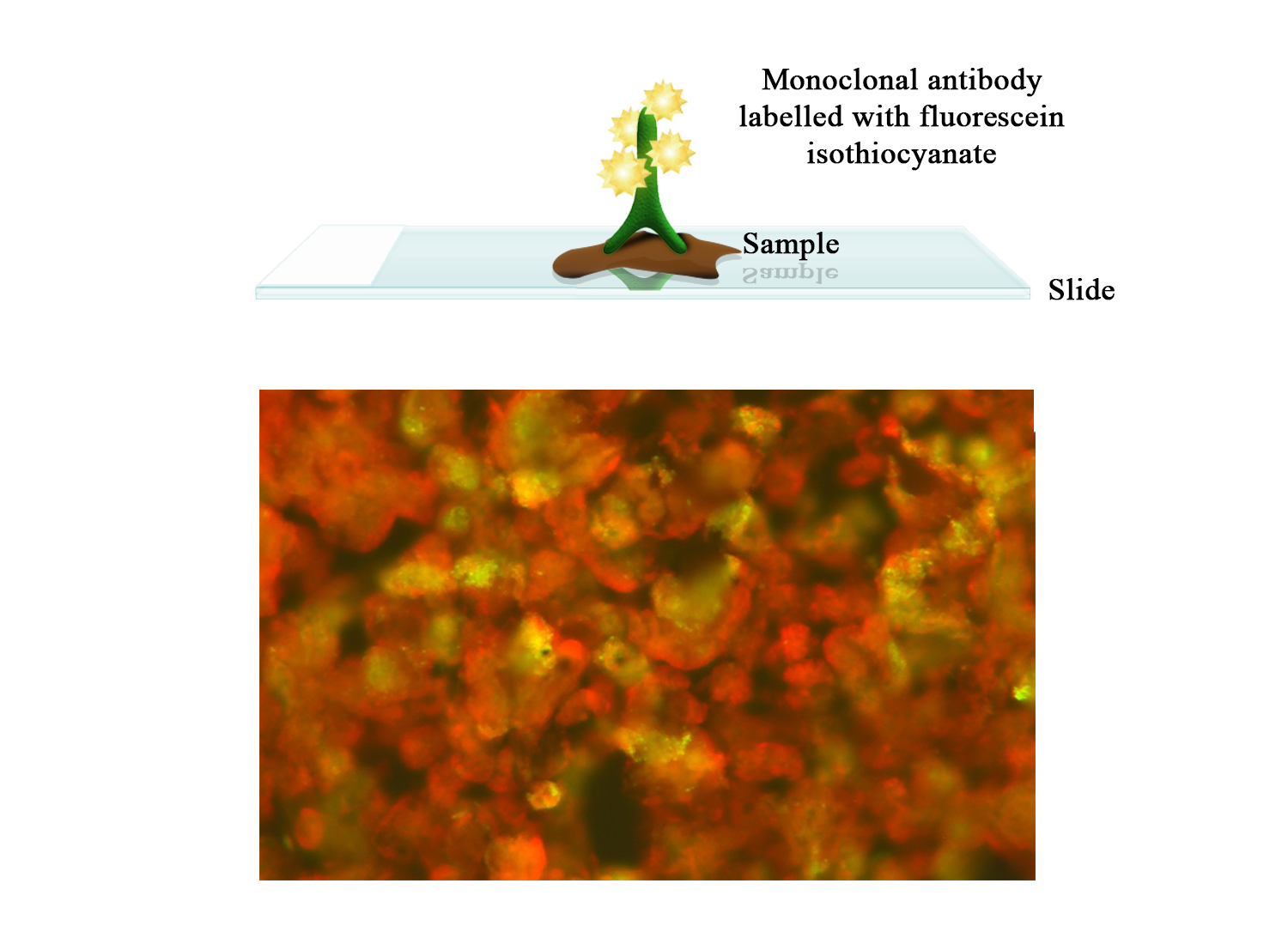 FITC Moab a-BoHV-4 - BIO X DIAGNOSTICS for Diagnostics For Animals