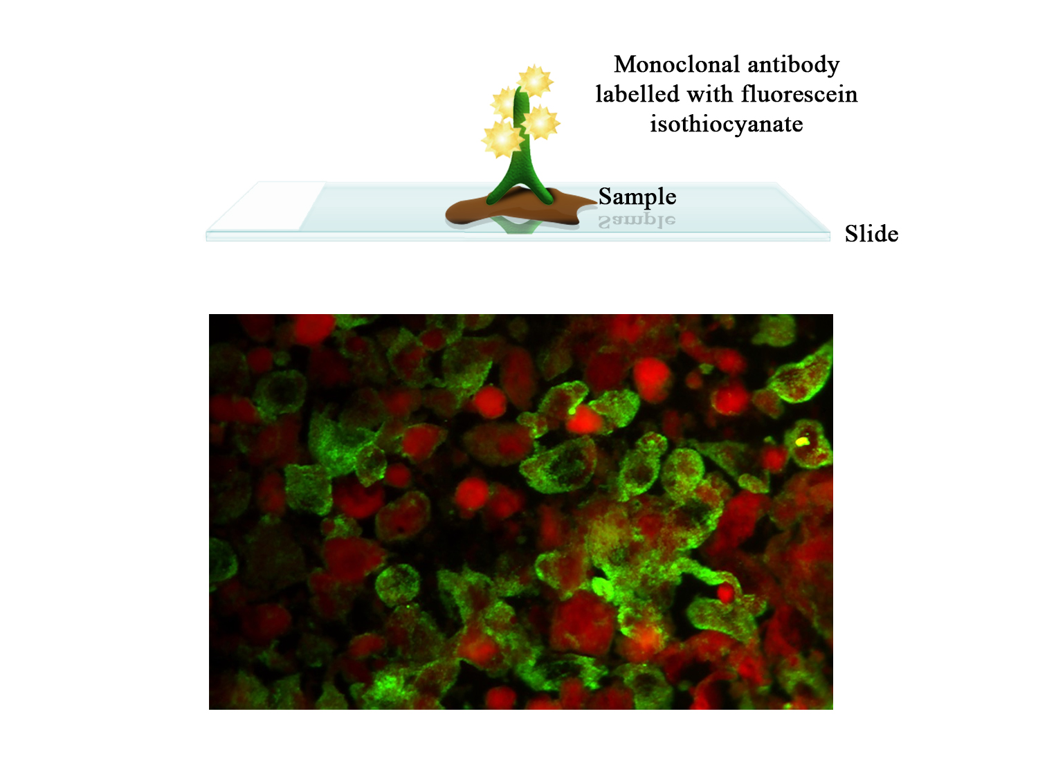 FITC Moab a-BVDV - BIO X DIAGNOSTICS for Diagnostics For Animals