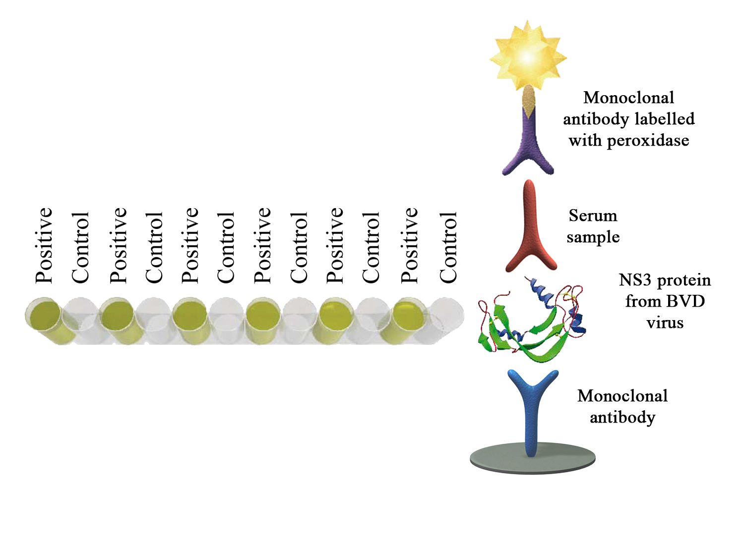 Monoscreen AbELISA BVDV (NS3) - BIO X DIAGNOSTICS for Diagnostics For Animals