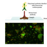 BioFLUO VHS (Viral Haemorrhagic Septicaemia) Array