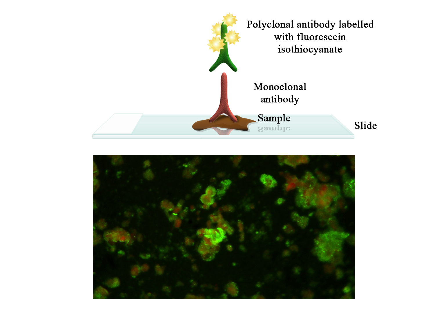 BioFLUO VHS (Viral Haemorrhagic Septicaemia) - BIO X DIAGNOSTICS for Diagnostics For Animals