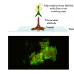 BioFLUO IHN (Infectious Haematopoietic Necrosis) Array