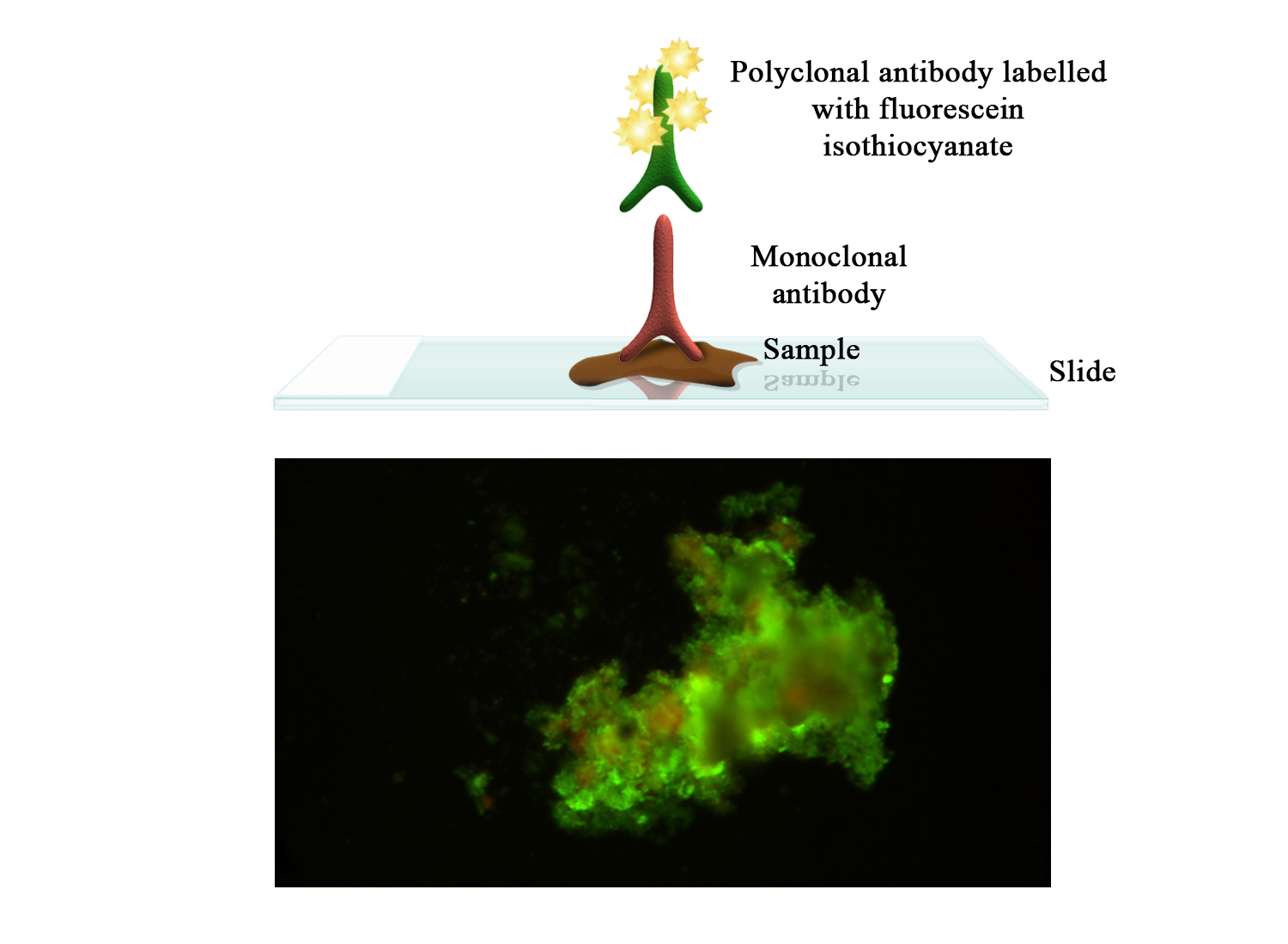 BioFLUO IHN (Infectious Haematopoietic Necrosis) - BIO X DIAGNOSTICS for Diagnostics For Animals