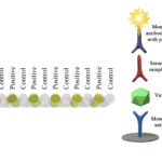 Monoscreen AbELISA Bovine adenovirus 3 Array