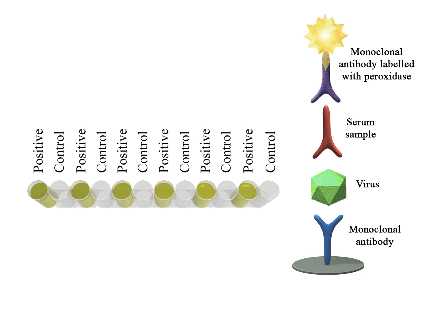 Monoscreen AbELISA Bovine adenovirus 3 - BIO X DIAGNOSTICS for Diagnostics For Animals