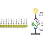 Monoscreen QuantELISA Bovine gamma interferon Array