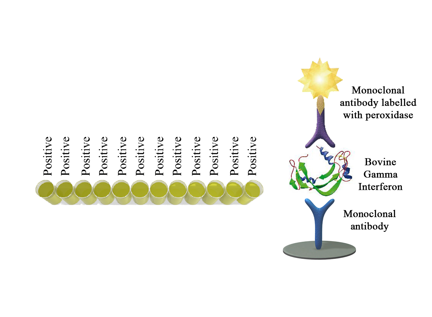 Monoscreen QuantELISA Bovine gamma interferon - BIO X DIAGNOSTICS for Diagnostics For Animals