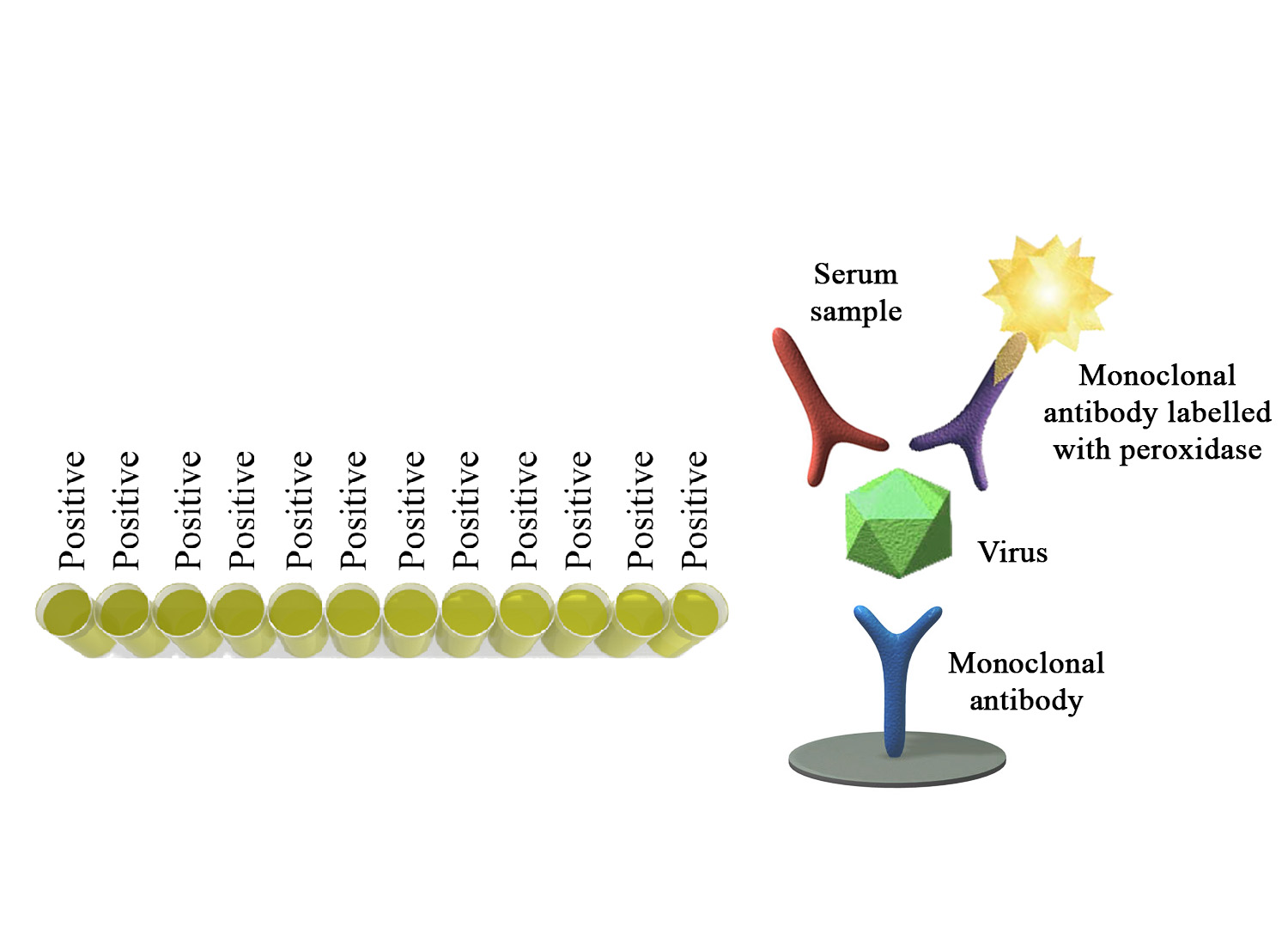 Monoscreen AbELISA rotavirus - BIO X DIAGNOSTICS for Diagnostics For Animals