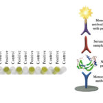 Monoscreen AbELISA Neospora caninum (SRS2) Array