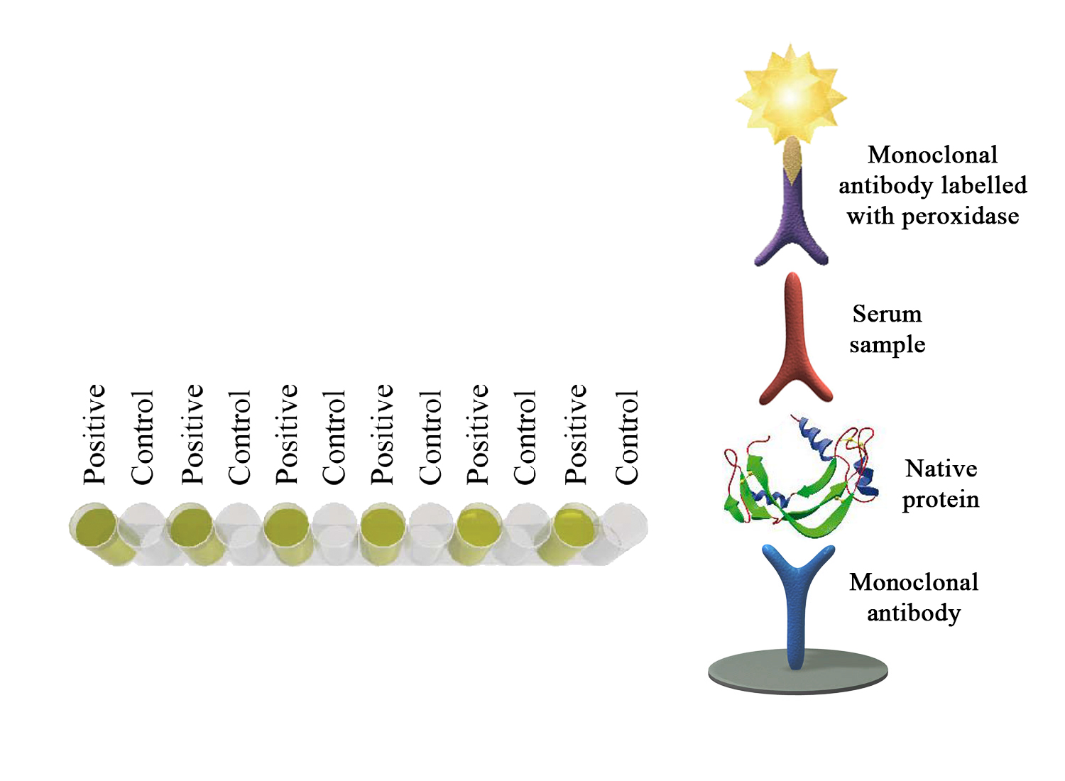 Monoscreen AbELISA Neospora caninum (SRS2) - BIO X DIAGNOSTICS for Diagnostics For Animals