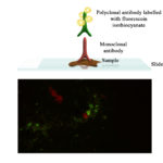 BioFLUO SVC (Spring Viraemia of Carp) Array