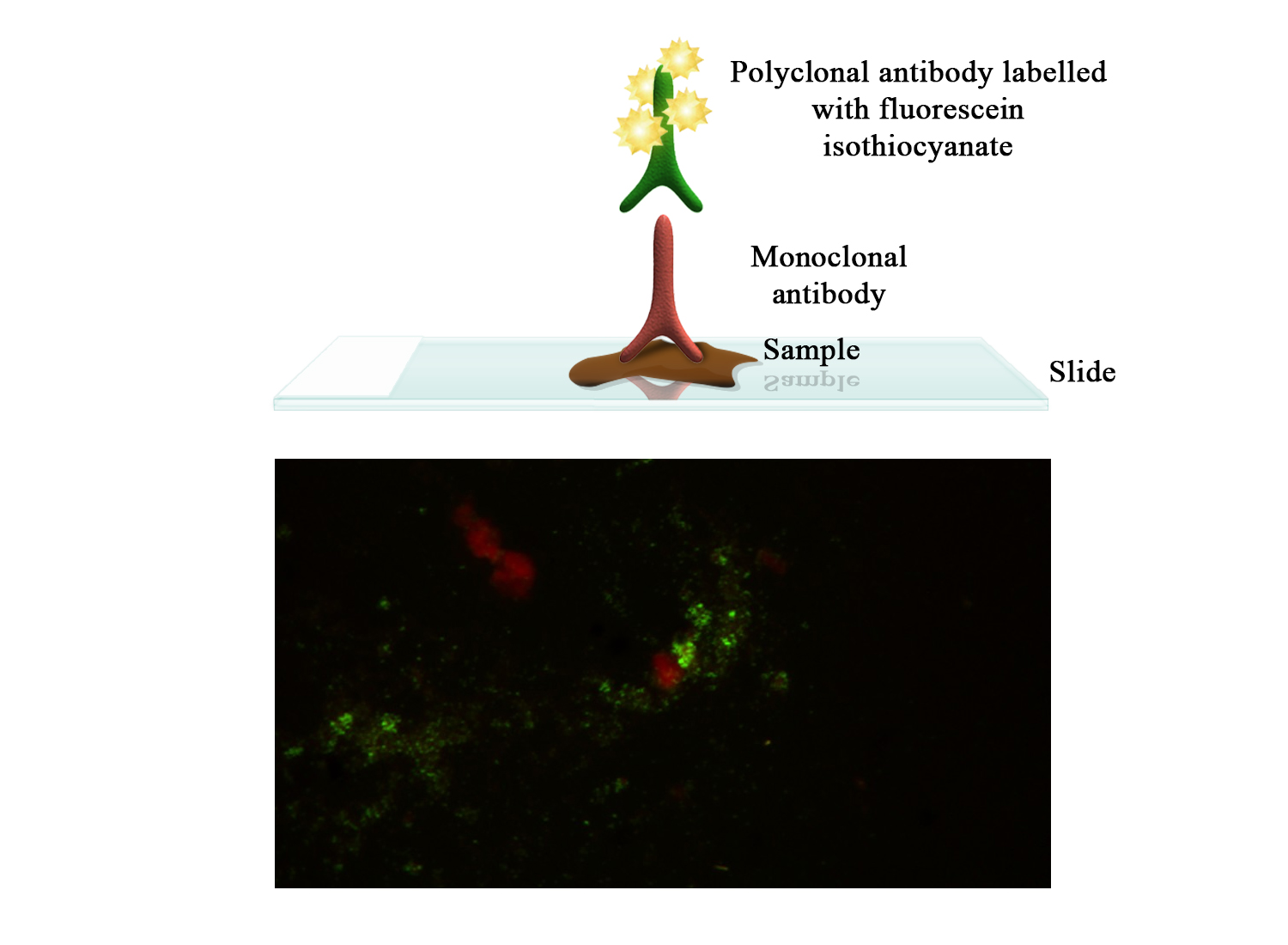 BioFLUO SVC (Spring Viraemia of Carp) - BIO X DIAGNOSTICS for Diagnostics For Animals