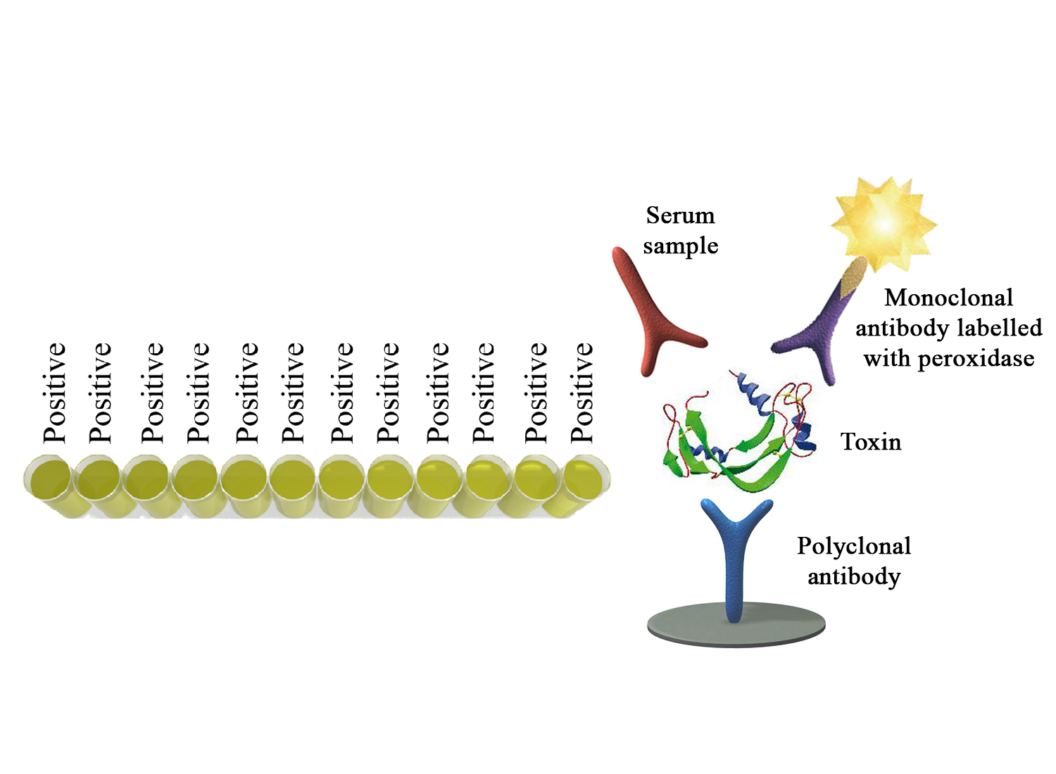 Monoscreen AbELISA Clostridium perfringens epsilon toxin - BIO X DIAGNOSTICS for Diagnostics For Animals