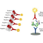 Monoscreen AgELISA Clostridium perfringens alpha toxin Array