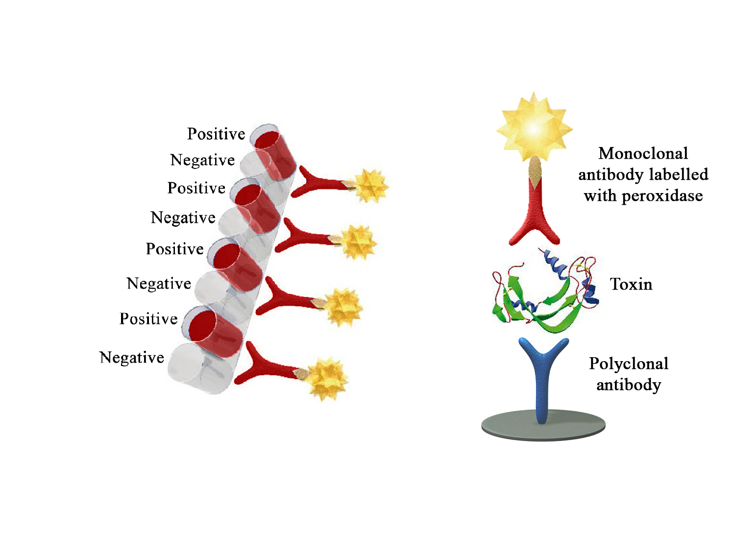 Monoscreen AgELISA Clostridium perfringens alpha toxin - BIO X DIAGNOSTICS for Diagnostics For Animals