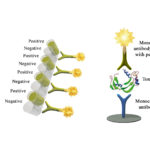 Monoscreen AgELISA Clostridium perfringens beta toxin Array