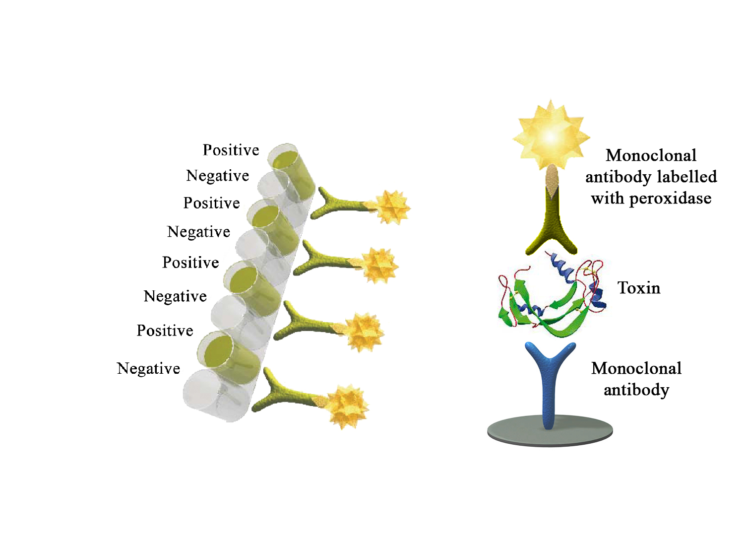 Monoscreen AgELISA Clostridium perfringens beta toxin - BIO X DIAGNOSTICS for Diagnostics For Animals