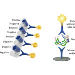 Monoscreen AgELISA Clostridium perfringens epsilon toxin Array