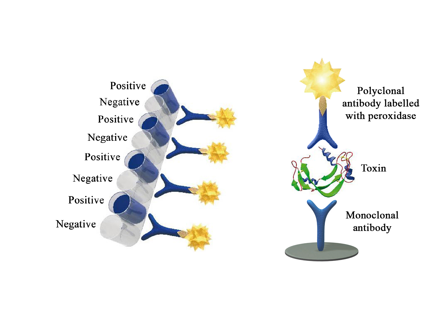 Monoscreen AgELISA Clostridium perfringens epsilon toxin - BIO X DIAGNOSTICS for Diagnostics For Animals