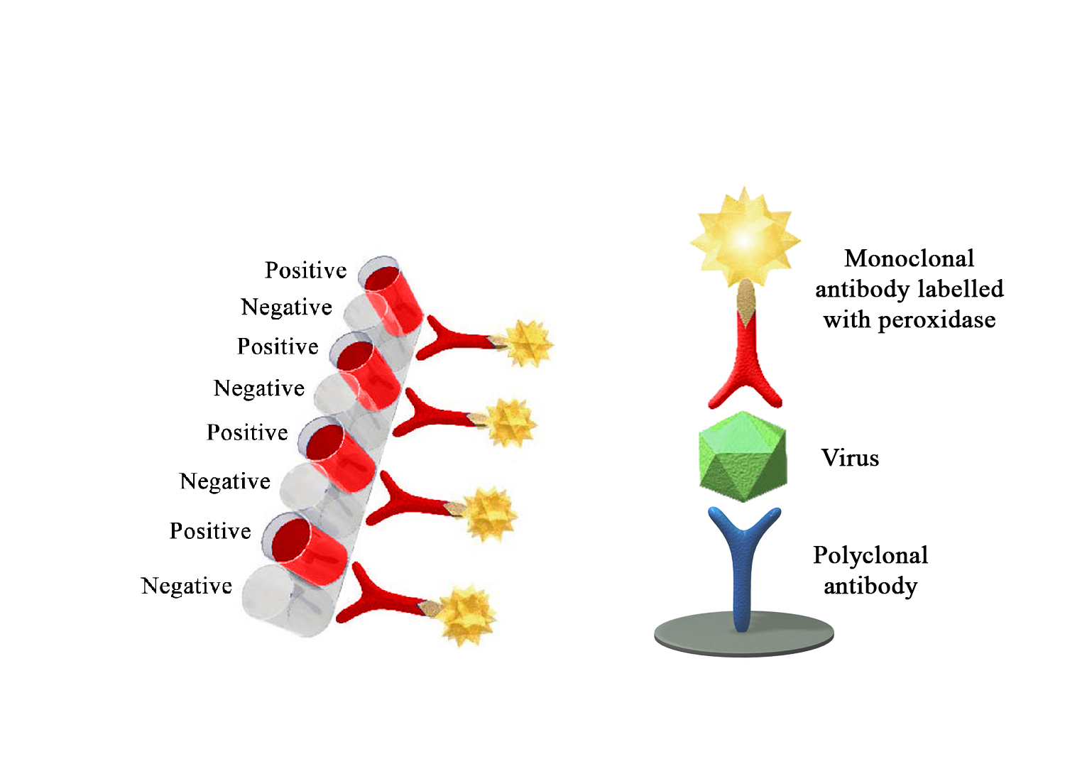 Monoscreen AgELISA VHSV - BIO X DIAGNOSTICS for Diagnostics For Animals