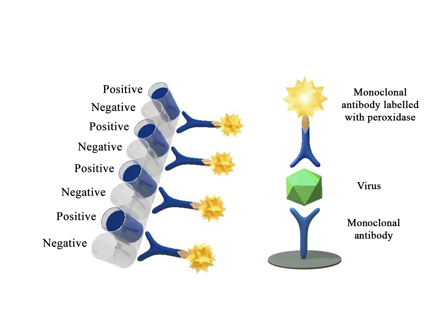 Monoscreen AgELISA IHNV - BIO X DIAGNOSTICS for Diagnostics For Animals