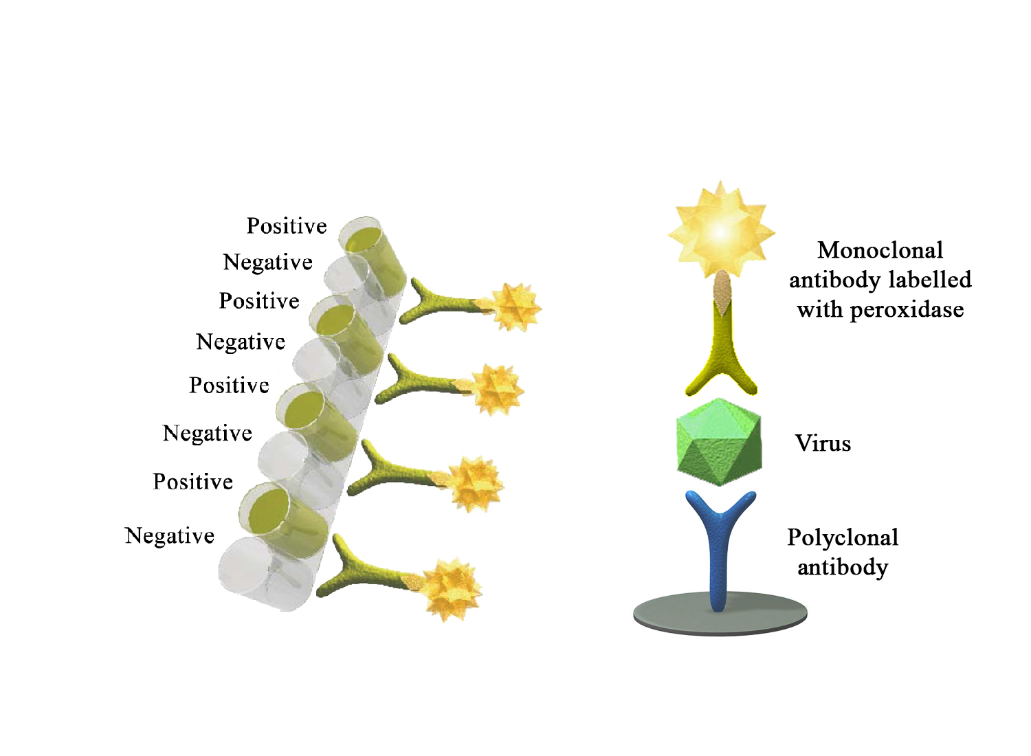 Monoscreen AgELISA SVCV - BIO X DIAGNOSTICS for Diagnostics For Animals