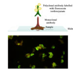 BioFLUO IPN (Infectious Pancreatic Necrosis) Array