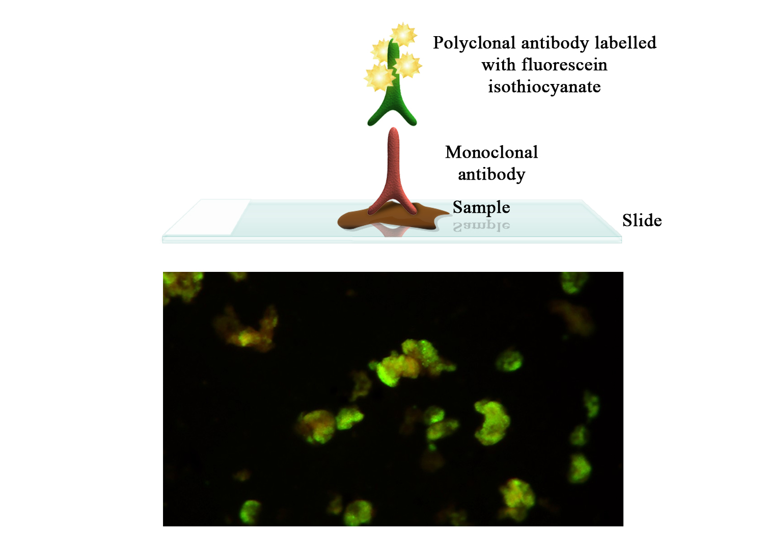 BioFLUO IPN (Infectious Pancreatic Necrosis) - BIO X DIAGNOSTICS for Diagnostics For Animals