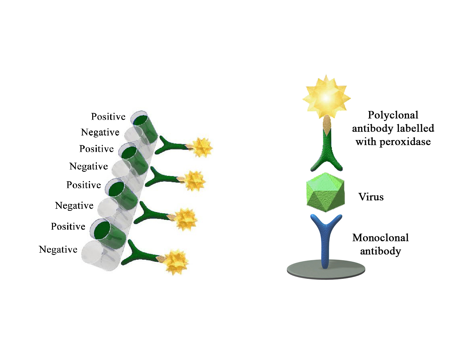 Monoscreen AgELISA IPNV - BIO X DIAGNOSTICS for Diagnostics For Animals