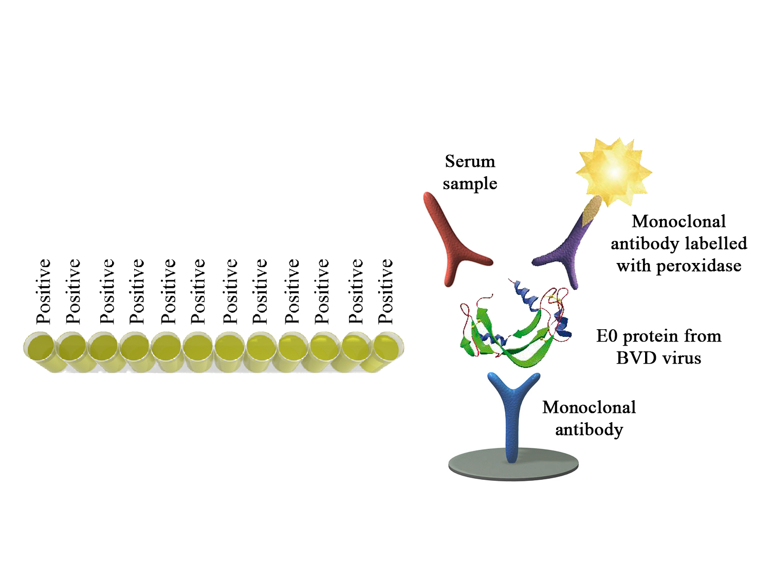 Monoscreen AbELISA BVDV (E0) - BIO X DIAGNOSTICS for Diagnostics For Animals