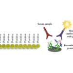 Monoscreen AbELISA Clostridium perfringens alpha toxin Array