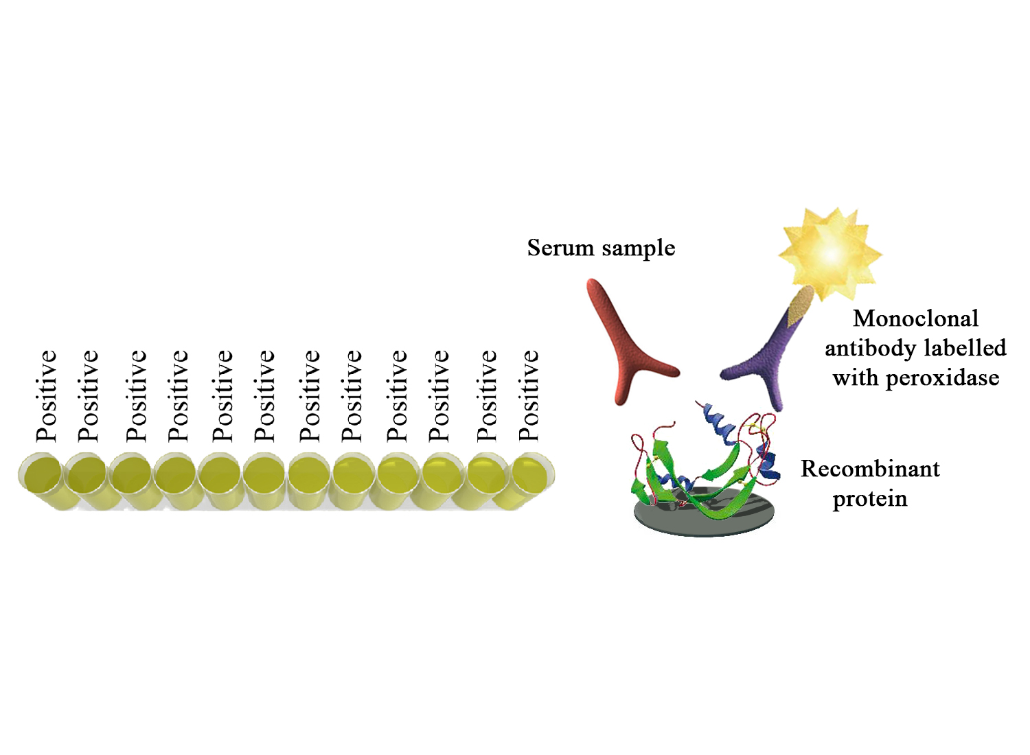 Monoscreen AbELISA Clostridium perfringens alpha toxin - BIO X DIAGNOSTICS for Diagnostics For Animals