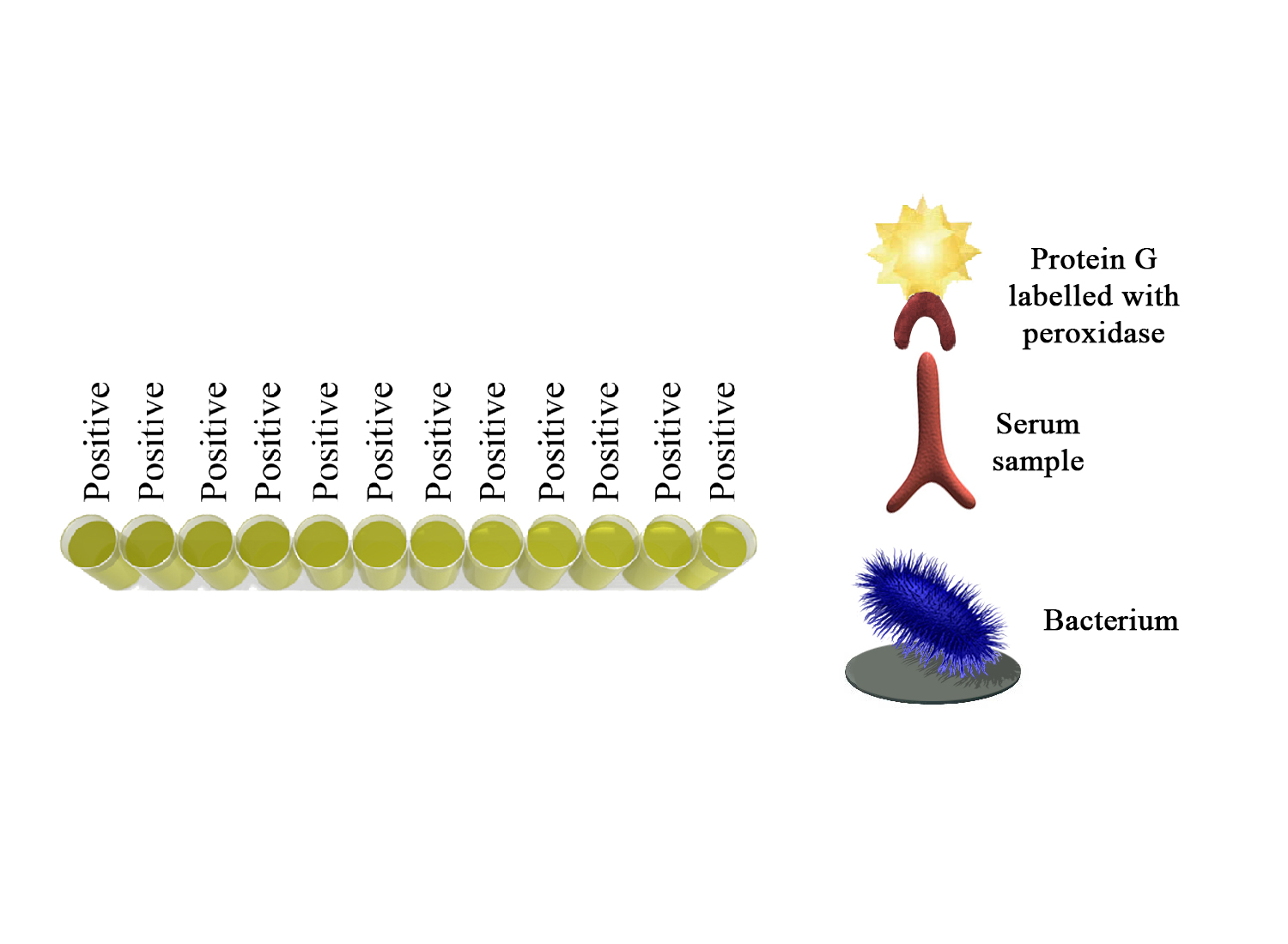 Monoscreen AbELISA Coxiella burnetii / indirect, monowell - BIO X DIAGNOSTICS for Diagnostics For Animals