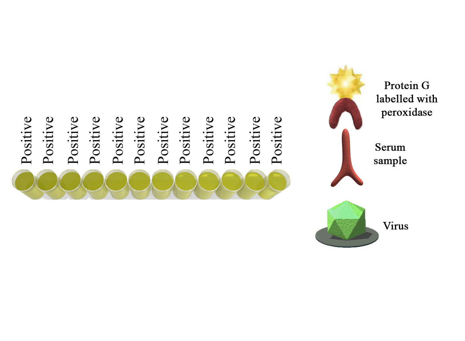 Monoscreen AbELISA BoHV-4 - BIO X DIAGNOSTICS for Diagnostics For Animals