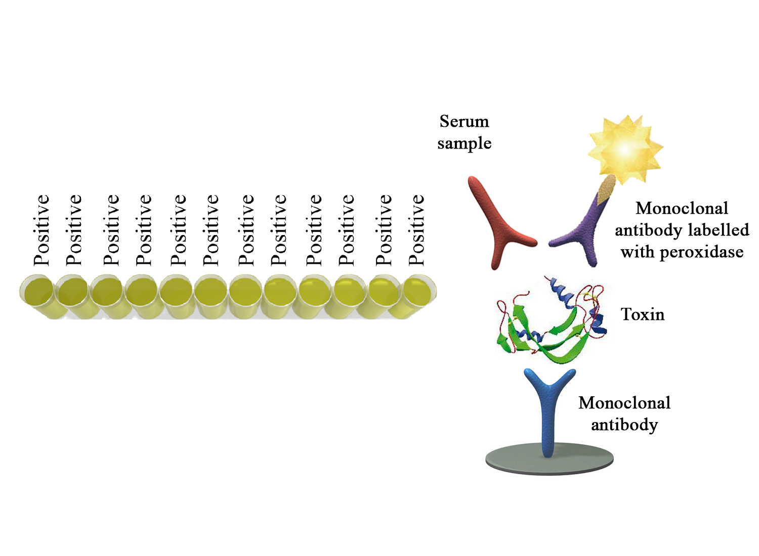 Monoscreen AbELISA Clostridium perfringens beta toxin - BIO X DIAGNOSTICS for Diagnostics For Animals