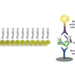 Monoscreen QuantELISA Bovine haptoglobin Array