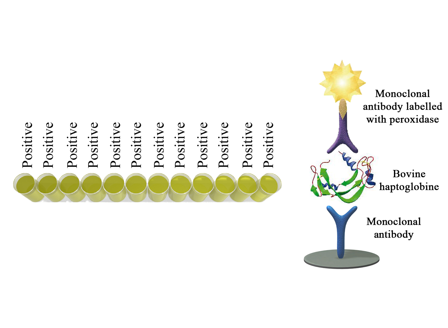 Monoscreen QuantELISA Bovine haptoglobin - BIO X DIAGNOSTICS for Diagnostics For Animals