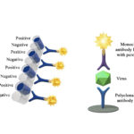 Monoscreen AgELISA BRSV Array